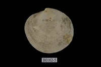 藏品(布紋滿月蛤)的圖片